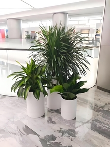 宁波慈溪植物租摆服务好